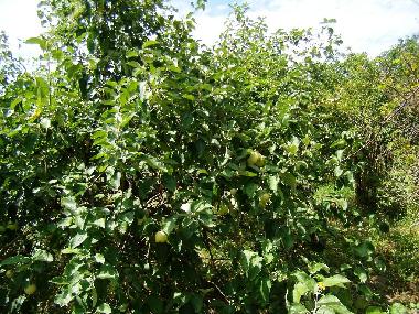 Ferienhaus in Siofok - Toreki (Somogy) oder Ferienwohnung oder Ferienhaus