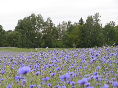 Ferienhaus in Kurzeme, Edole (Lettland) oder Ferienwohnung oder Ferienhaus