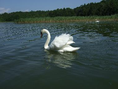 Muckersee/Jezioro Mokre