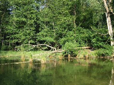 Flu  Krutinnen/Krutynia