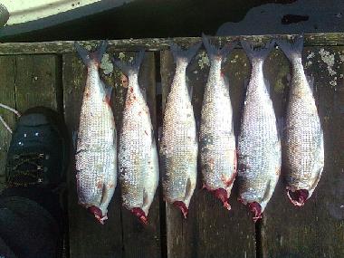 Ferienhaus in Stockholm (Stockholm) oder Ferienwohnung oder Ferienhaus