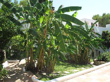 Ferienwohnung in Nueva Andaluca (Mlaga) oder Ferienwohnung oder Ferienhaus