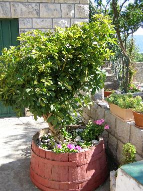 Ferienwohnung in RAČIĆE (Dubrovacko-Neretvanska) oder Ferienwohnung oder Ferienhaus
