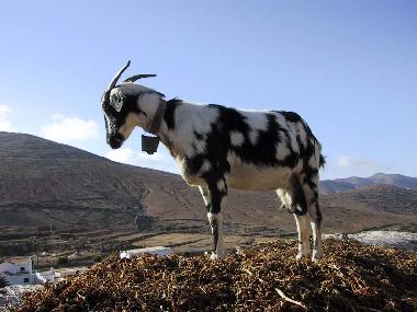 Diese Gef�hrten treffen Sie h�ufiger auf der Insel