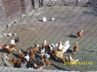 Zwanzig H�hner liefern jeden Morgen frische Eier.