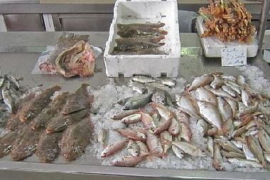 Ferienhaus in Olhao (Algarve) oder Ferienwohnung oder Ferienhaus