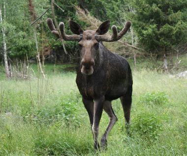Ferienhaus in Vrngfall (Smaland) oder Ferienwohnung oder Ferienhaus