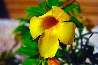 Ferienwohnung in Willemstad (Curacao) oder Ferienwohnung oder Ferienhaus