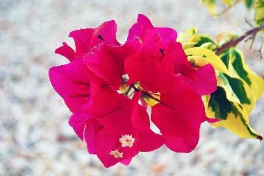 Ferienwohnung in Willemstad (Curacao) oder Ferienwohnung oder Ferienhaus