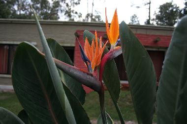 Ferienhaus in Piriapolis (Maldonado) oder Ferienwohnung oder Ferienhaus