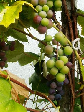 Ferienhaus in Schwanberg (West- und S�dsteiermark) oder Ferienwohnung oder Ferienhaus