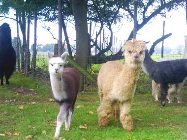 Lamaranch in M�rrwarden