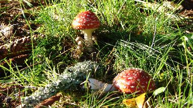 Ferienhaus in Gie�ubel (Th�ringer Wald) oder Ferienwohnung oder Ferienhaus