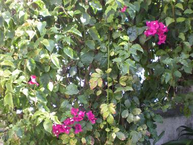 Pension in Parede (Grande Lisboa) oder Ferienwohnung oder Ferienhaus