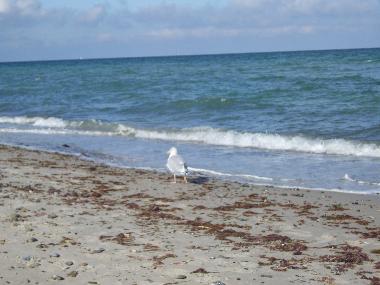 Ferienwohnung in Dierhagen (Fischland-Dar�-Zingst) oder Ferienwohnung oder Ferienhaus