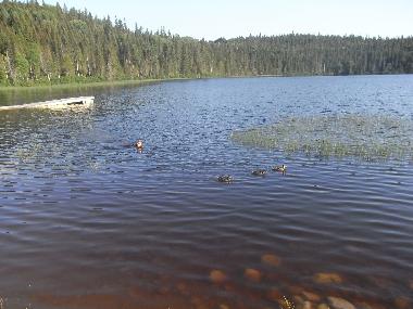 Chalet in Girardville (Quebec) oder Ferienwohnung oder Ferienhaus