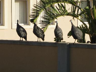 The early guest helmeted guineafowl (Helm-Perlhuhn)