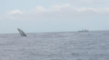 Ferienwohnung in David (Chiriqui) oder Ferienwohnung oder Ferienhaus