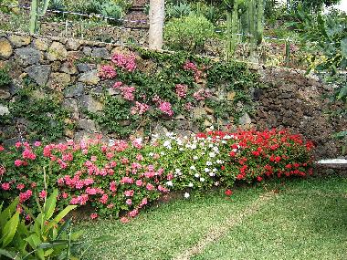 Ferienwohnung in Puerto de la Cruz (Teneriffa) oder Ferienwohnung oder Ferienhaus