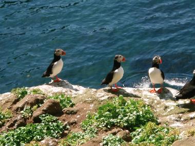Ferienwohnung in Saudarkrokur (Skagafjardarsysla) oder Ferienwohnung oder Ferienhaus
