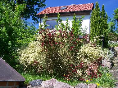 Terrassengarten Blick zum Ferienhaus
