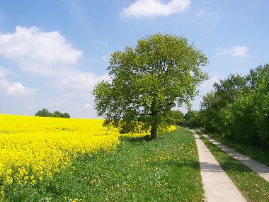 fhrt auch an Rapsfeldern vorbei 