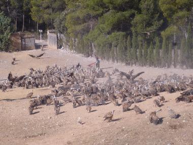 Spektakel - Geierftterung