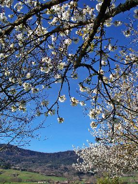 Ferienhaus in Puivert (Aude) oder Ferienwohnung oder Ferienhaus