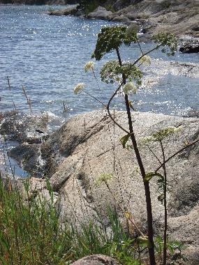 Villa in Djurhamn (Stockholm) oder Ferienwohnung oder Ferienhaus