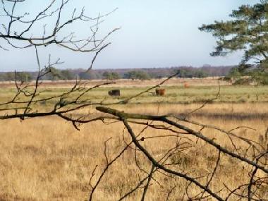 Chalet in Vledder (Drenthe) oder Ferienwohnung oder Ferienhaus