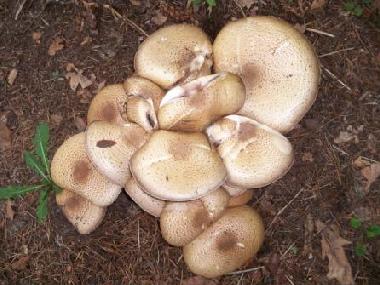 Chalet in Vledder (Drenthe) oder Ferienwohnung oder Ferienhaus