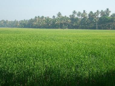 Ferienhaus in Kottayam (Kerala) oder Ferienwohnung oder Ferienhaus