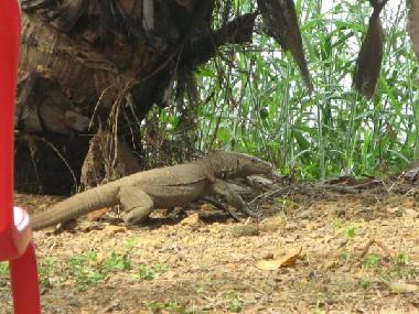 Ferienhaus in Kottayam (Kerala) oder Ferienwohnung oder Ferienhaus