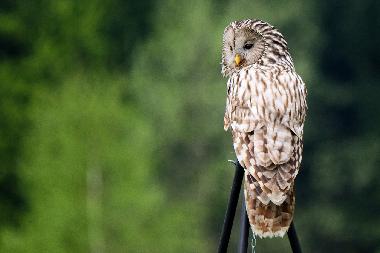 Eule bei der Jagd auf unserem Dreibeingrill