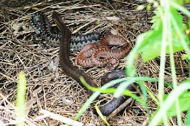 Ferienhaus in Uherce Mineralne (Podkarpackie) oder Ferienwohnung oder Ferienhaus