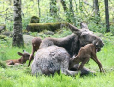 Ferienhaus in V�stra Torup  (Sk�ne) oder Ferienwohnung oder Ferienhaus