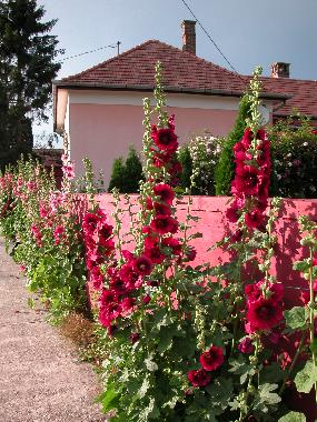 Ferienhaus in Nagydobsza (Baranya) oder Ferienwohnung oder Ferienhaus