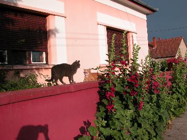 Ferienhaus in Nagydobsza (Baranya) oder Ferienwohnung oder Ferienhaus