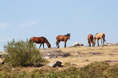 Villa in Sistelo (Norte) oder Ferienwohnung oder Ferienhaus