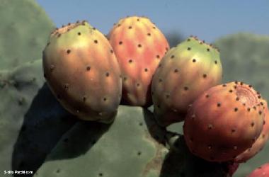 Ferienwohnung in acireale (Catania) oder Ferienwohnung oder Ferienhaus