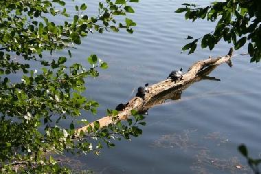 auch Schildkr�ten f�hlen sich hier wohl