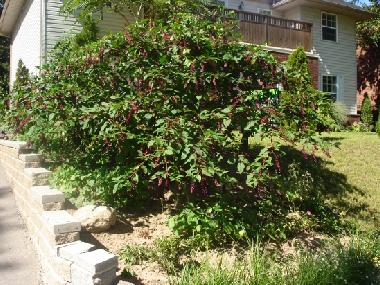 Ferienhaus in Niagara Falls (Ontario) oder Ferienwohnung oder Ferienhaus