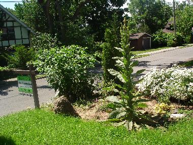 Pension in Niagara Falls (Ontario) oder Ferienwohnung oder Ferienhaus