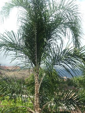 Ferienwohnung in Puerto de la Cruz (Teneriffa) oder Ferienwohnung oder Ferienhaus