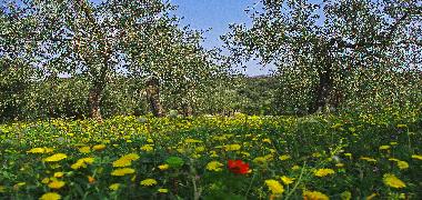 Ferienwohnung in Diano San Pietro (Imperia) oder Ferienwohnung oder Ferienhaus