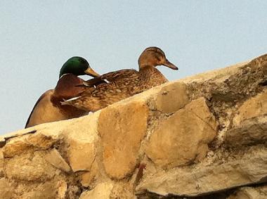 Ferienwohnung in Sala Comacina (Como) oder Ferienwohnung oder Ferienhaus