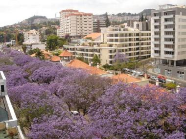 Ferienwohnung in Funchal (Madeira) oder Ferienwohnung oder Ferienhaus