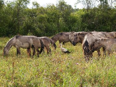 Pape Naturpark 35 km von Liepaja