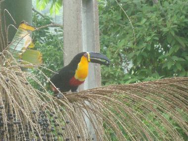 Chalet in florianopolis (Santa Catarina) oder Ferienwohnung oder Ferienhaus