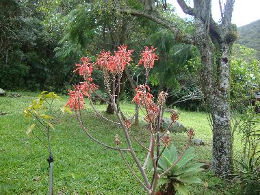 Chalet in florianopolis (Santa Catarina) oder Ferienwohnung oder Ferienhaus